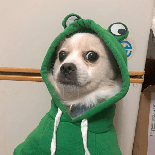 Cozy Dog Hoodie Sweatshirt – Soft Fleece Pet Sweater